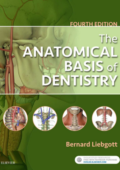 img The Anatomical Basis of Dentistry, 4th edition