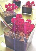 img Cake Ribes e Cioccolato (2021)