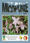 img MicoPonte n. 1 (2007)