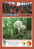 img MicoPonte n. 3 (2009)