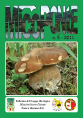 img MicoPonte n. 5  (2011)