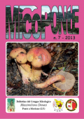 img MicoPonte n. 7 (2013)