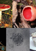 img Generalità sui Funghi (2021)