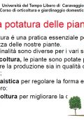 img La Potatura delle Piante (2021)