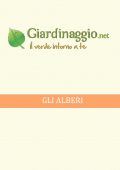 img Giardino - Alberi 1 (2021)