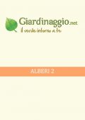 img Giardino - Alberi 2 (2021)