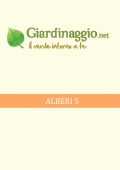 img Giardino - Alberi 5 (2021)