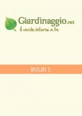 img Giardino - Bulbi 1 (2021)