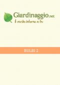 img Giardino - Bulbi 2 (2021)