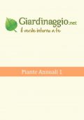 img Giardino - Piante Annuali 1 (2021)