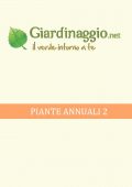 img Giardino - Piante Annuali 2 (2021)