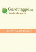 img Giardino - Piante da Giardino 2 (2021)