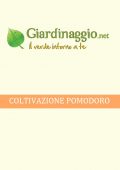 img Orto - Coltivazione Pomodoro (2021)
