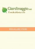 img Fiori - Regalare Fiori 1 (2021)