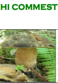img Funghi Commestibili (2021)