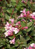 img AA. VV. - Enciclopedia Botanica (ISO-CDROM)