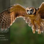 img ON1 Resize AI 2022 v16.1.1.12237 -MULTI