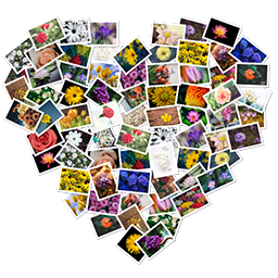 [MAC] FigrCollage 3.3.7 macOS – ENG