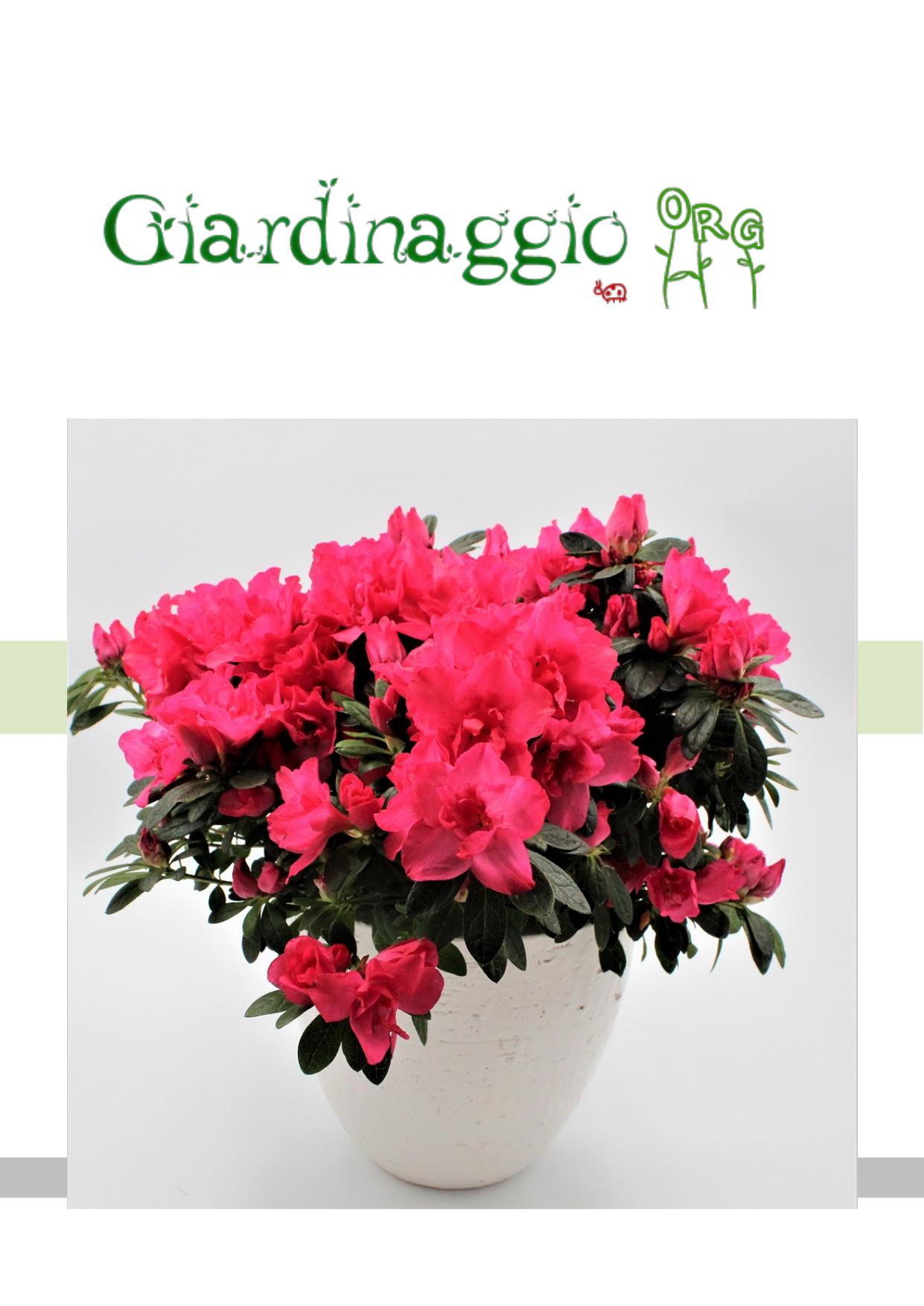 AA. VV. – Manuale di Giardinaggio: Le Piante d’Appartamento (2020)
