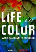 img David Attenborough - La vita a colori (2021) [Completa] DLMux 2160p DVHDR10 E-AC3+AC3 ITA ENG S
