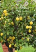 Manuale Giardinaggio - Come Potare, Moltiplicare e Curare dalle Malattie Gli Agrumi in Vaso (2019)