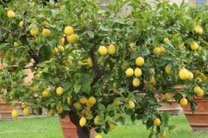 Manuale Giardinaggio – Come Potare, Moltiplicare e Curare dalle Malattie Gli Agrumi in Vaso (2019)