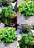 AA. VV. Erbe Aromatiche e Medicinali: Come Raccoglierle, Conservarle e loro Utilizzo (2019)