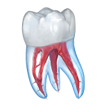 img [ANDROID] Illustrazioni dentali 3D v2.0.95 (Subscribed) .apk - MULTI ITA