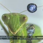 img David Monacchi - Eco-acoustic Compositions (2008) FLAC