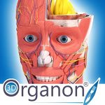 img 3D Organon Anatomy v3.0.0 - Eng