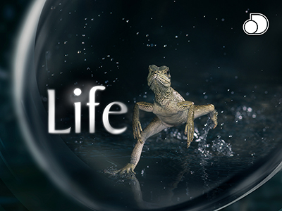 David Attenborough – Vita – Stagione 1 (2020) [Completa] DLMux 1080p E-AC3+AC3 ITA