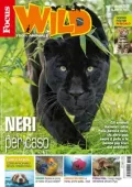 img Focus Wild - 25 Luglio 2025 [Truie PDF]