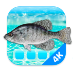 img [MAC] Aquarium 4K - Live Wallpaper v1.1.1 macOS - ENG